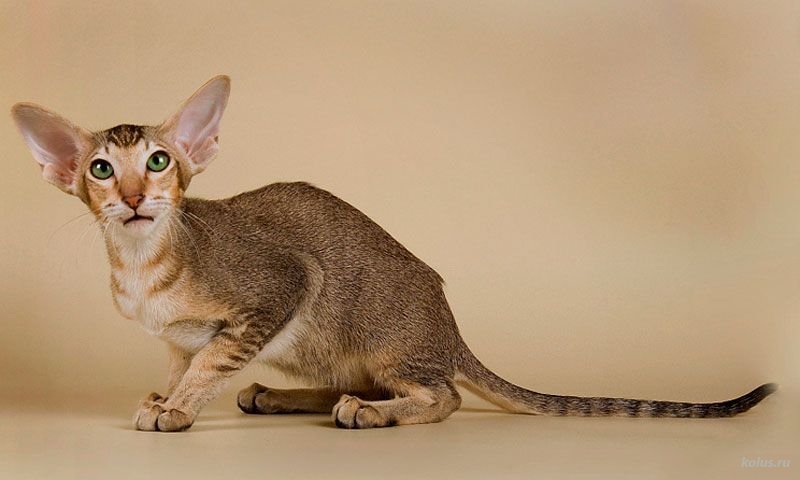Кошки породы Ориентальные Кошки породы Ориентальные