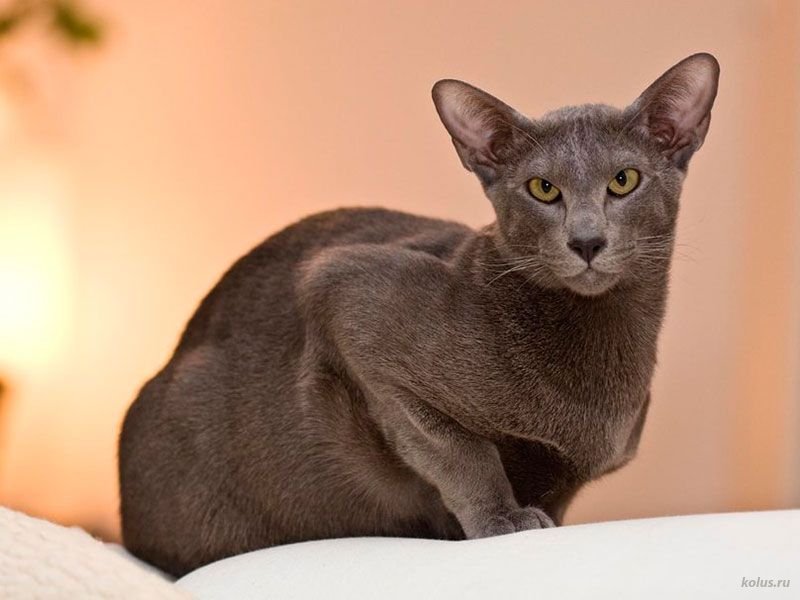 Кошки породы Ориентальные Кошки породы Ориентальные